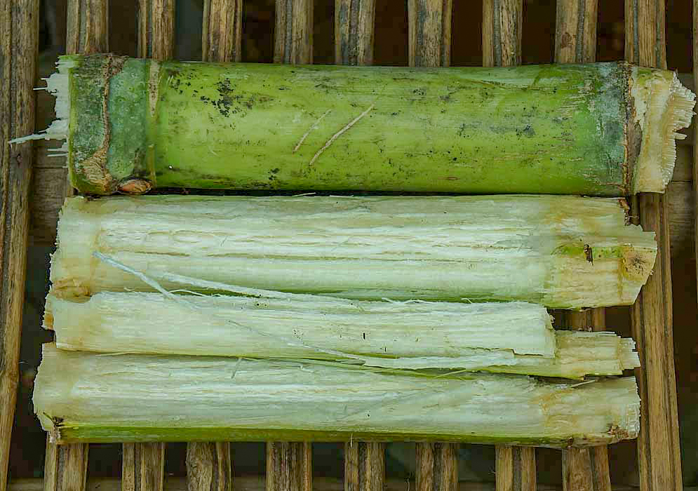 Cut sugarcane exposing the white fiber