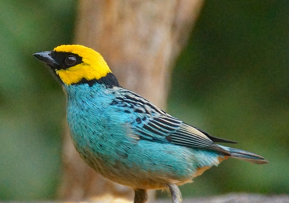 A blue and yellow Tangara xanthocephala