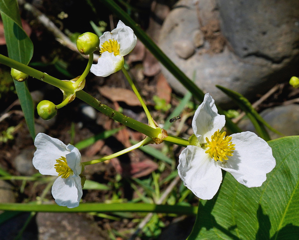 Sagittaria latifolia white three petaled wetland flower with a yellow center beside arrow shaped leaves