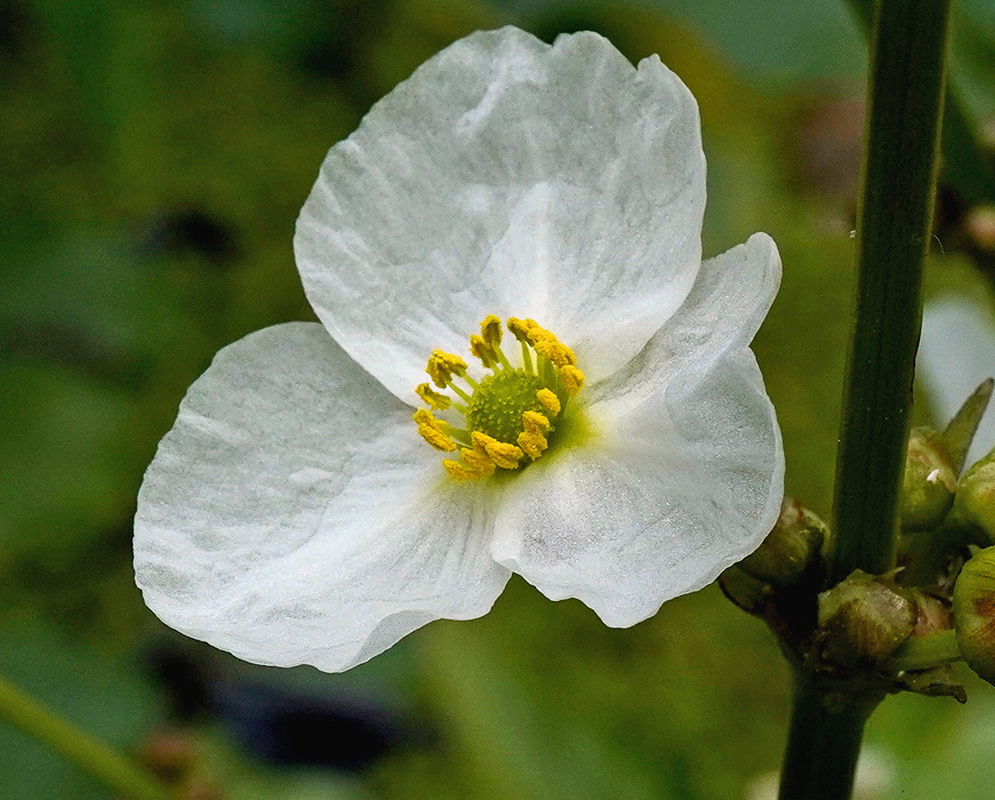 Sagittaria longiloba white three petaled flower with a yellow center above narrow arrow shaped leaves