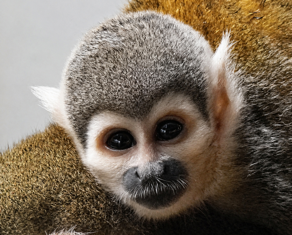 Saimiri cassiquiarensis Baby Monkey A baby Saimiri cassiquiarensis looks forward with dark eyes and pale facial markings