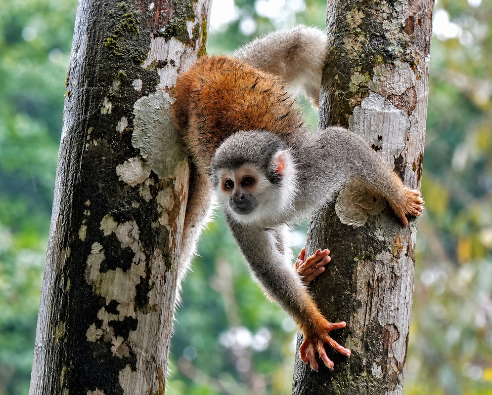 A Saimiri cassiquiarensis climbs vertically along a tree trunk with all four limbs extended
