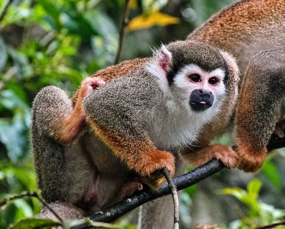 Saimiri cassiquiarensis Social Grooming Two Saimiri cassiquiarensis monkeys groom one another while perched together on a branch