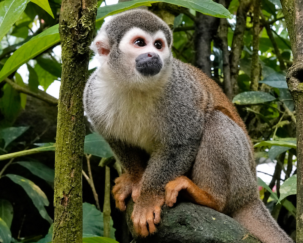 Saimiri cassiquiarensis Sitting Monkey A Saimiri cassiquiarensis sits upright on a branch with its pale face directed toward the camera