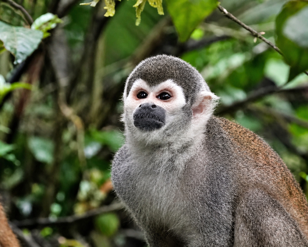 Saimiri cassiquiarensis Face Portrait A close portrait of Saimiri cassiquiarensis shows its pale facial mask dark muzzle and alert eyes