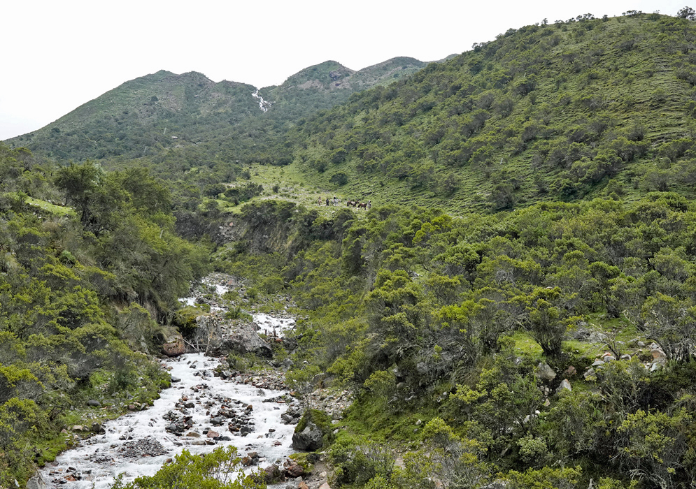 Humantay Stream Andean Forest A lush highland stream flowing through dense Andean vegetation with horses and hikers visible in the distance on a trail near the Humantay section of the Salkantay trek
