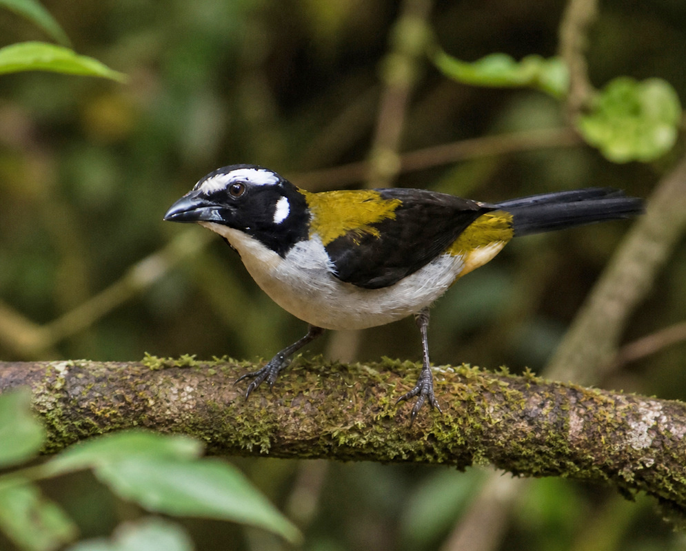 A Saltator atripennis perched with its yellow wing patch and gray-olive plumage visible