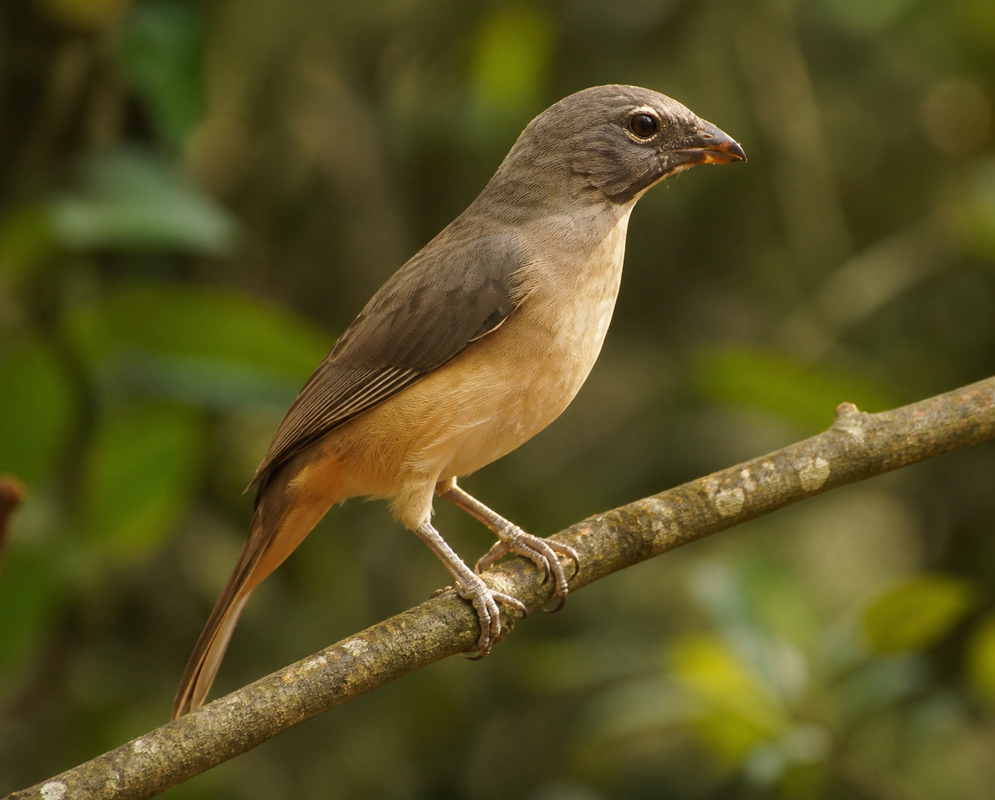 Saltator coerulescens Brown Plumage A Saltator coerulescens perched with brown plumage and a heavy pale bill visible