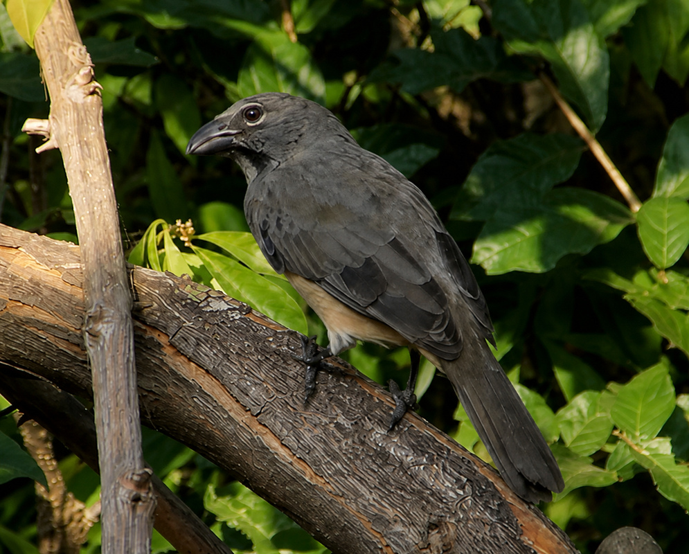 Saltator coerulescens Gray Plumage A Saltator coerulescens perched with gray plumage and a heavy pale bill visible