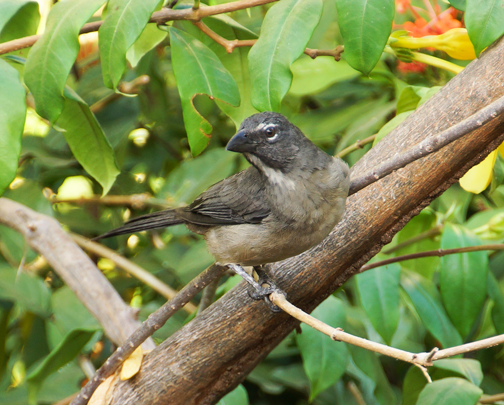 Green-gray-chested with a cool-gray-feathered-back Greyish Saltator standing on a tree branch