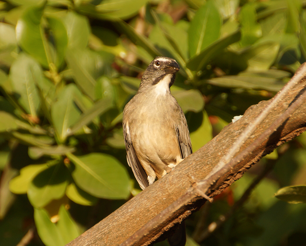 Green-gray-chested with a cool-gray-feathered-back on a tree branch getting sunlight