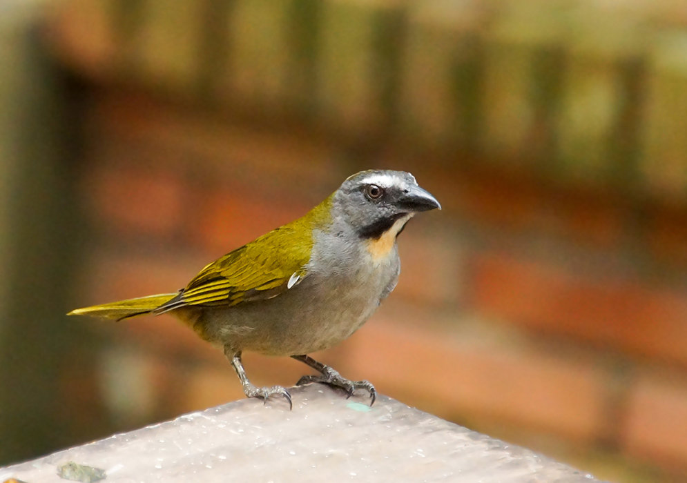 Gray-chested and mustard-colored-back Buff-throated standing on a wood plank next to dry bananas