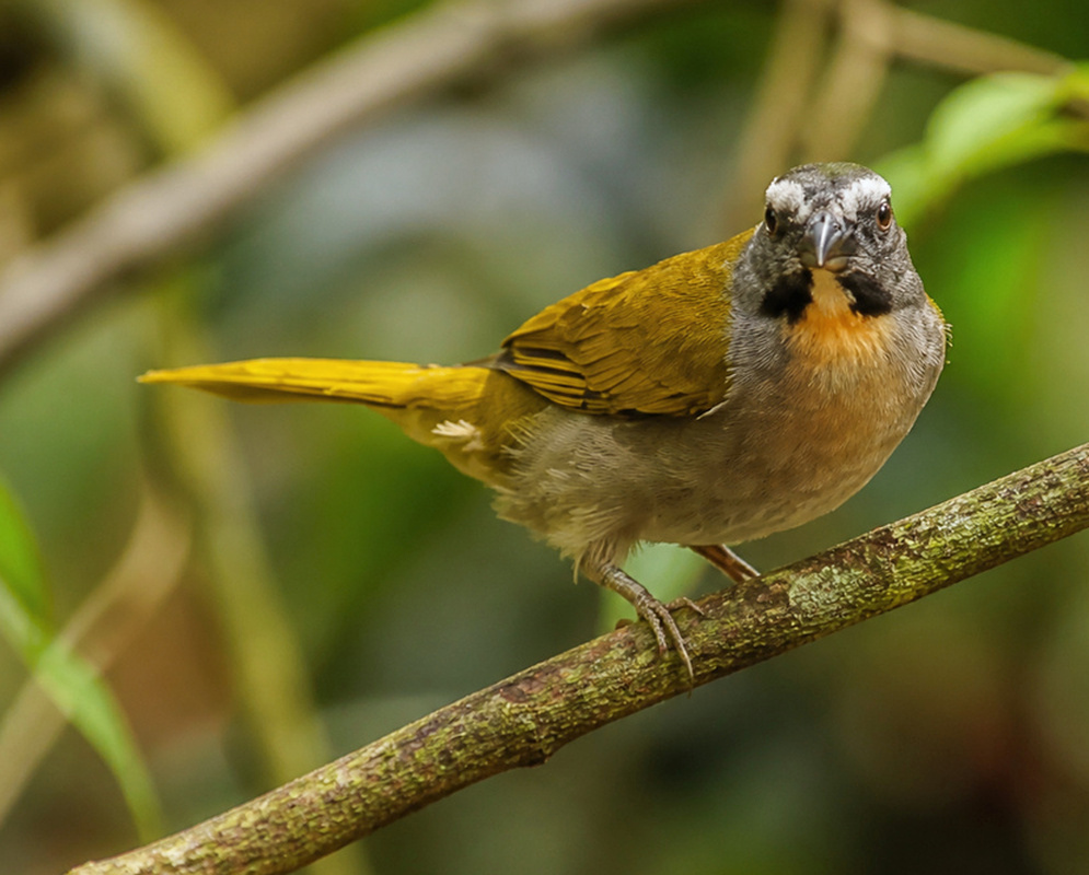 Saltator maximus Front View A Saltator maximus facing forward with its breast, head, and bill clearly visible