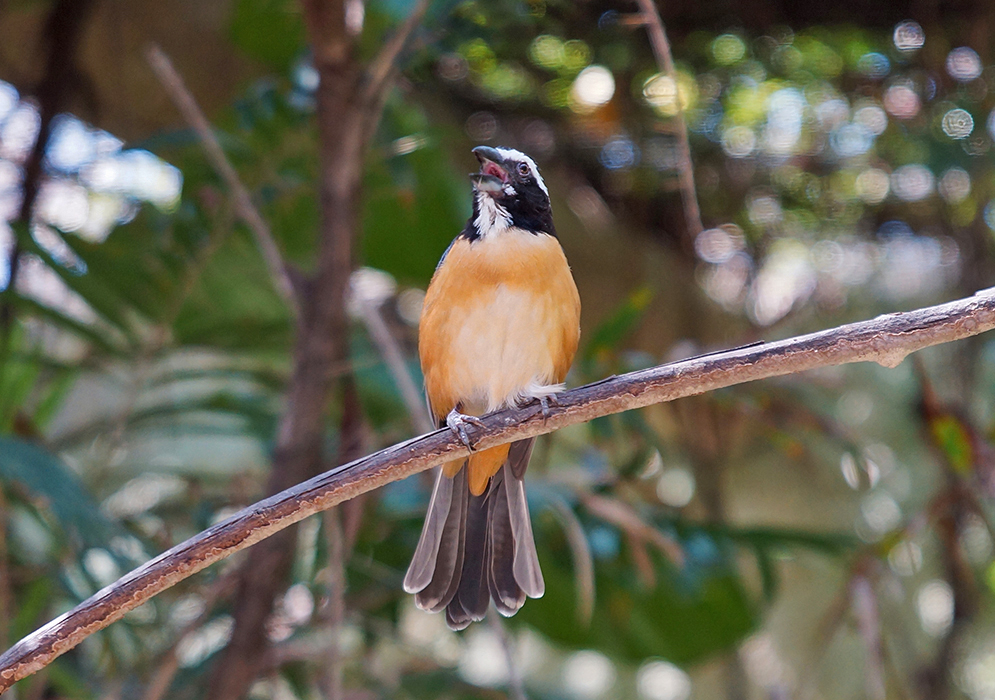 Brownish orange breasted Saltator orenocensis singing on a branch
