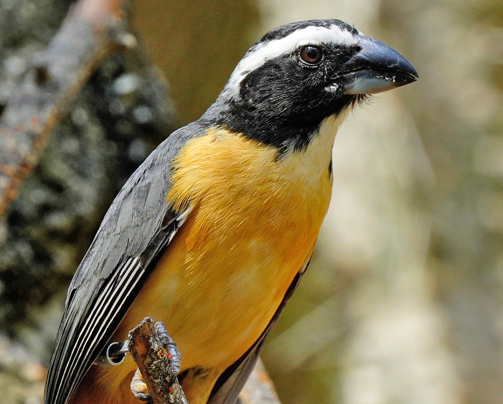 Orinocan Saltator with a yellow breast a dark wing