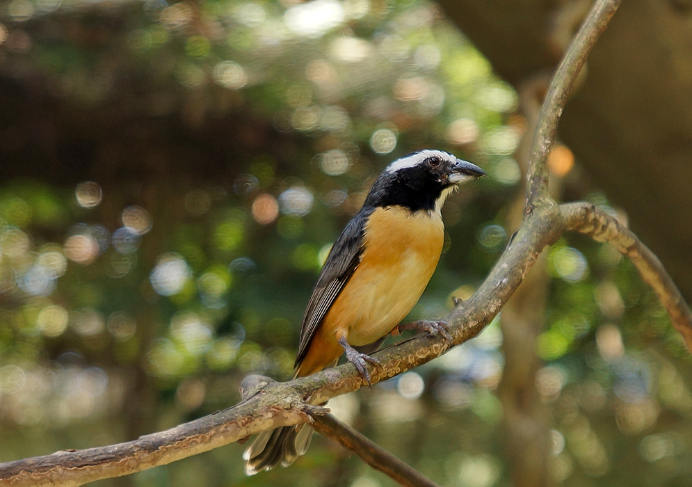 Orinocan Saltator on a branch with food on its beak