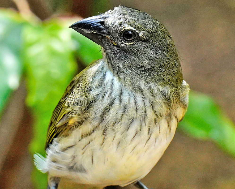 A Saltator striatipectus with grey, white and yellow feathers