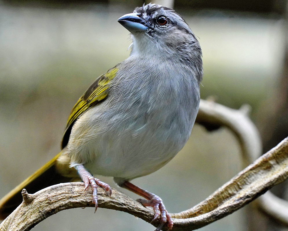 A grey Saltator striatipectus with a yellow back