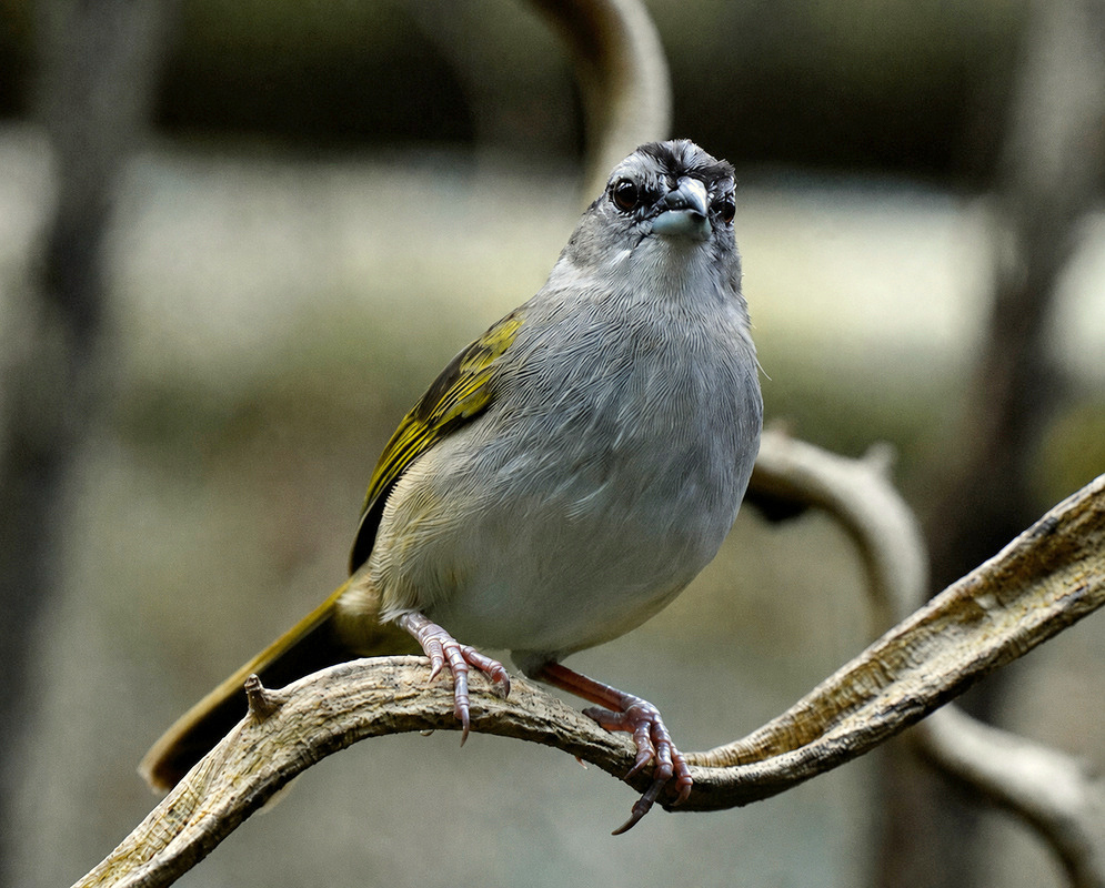 A Saltator striatipectus perched with its plumage and characteristic features visible