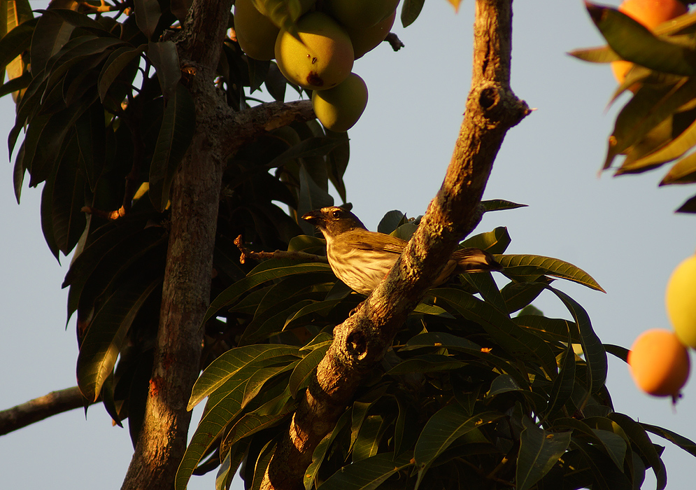 Mustard-colored-back and striped-chested Saltator striatipectus on a Mango tree branch