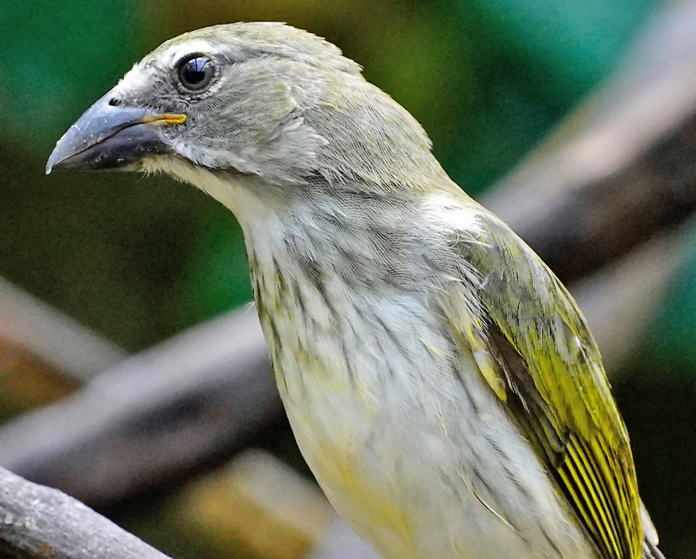 A Saltator striatipectus with grey, white and yellow flowers