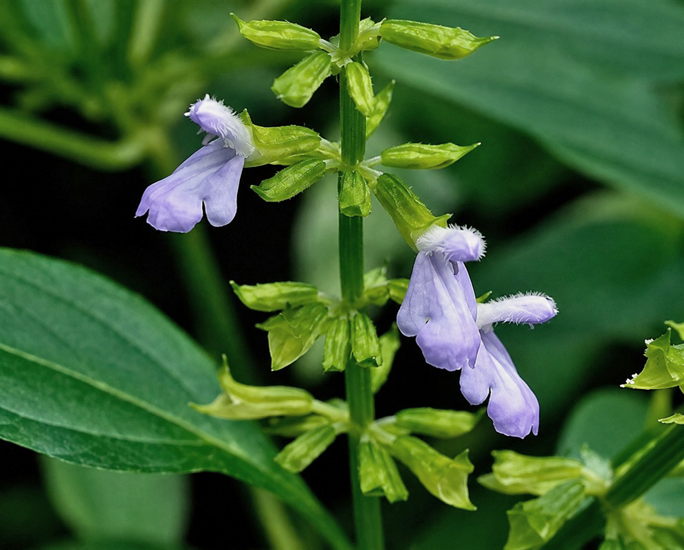 Salvia angulata pale lavender two-lipped flowers spaced along an upright green stem