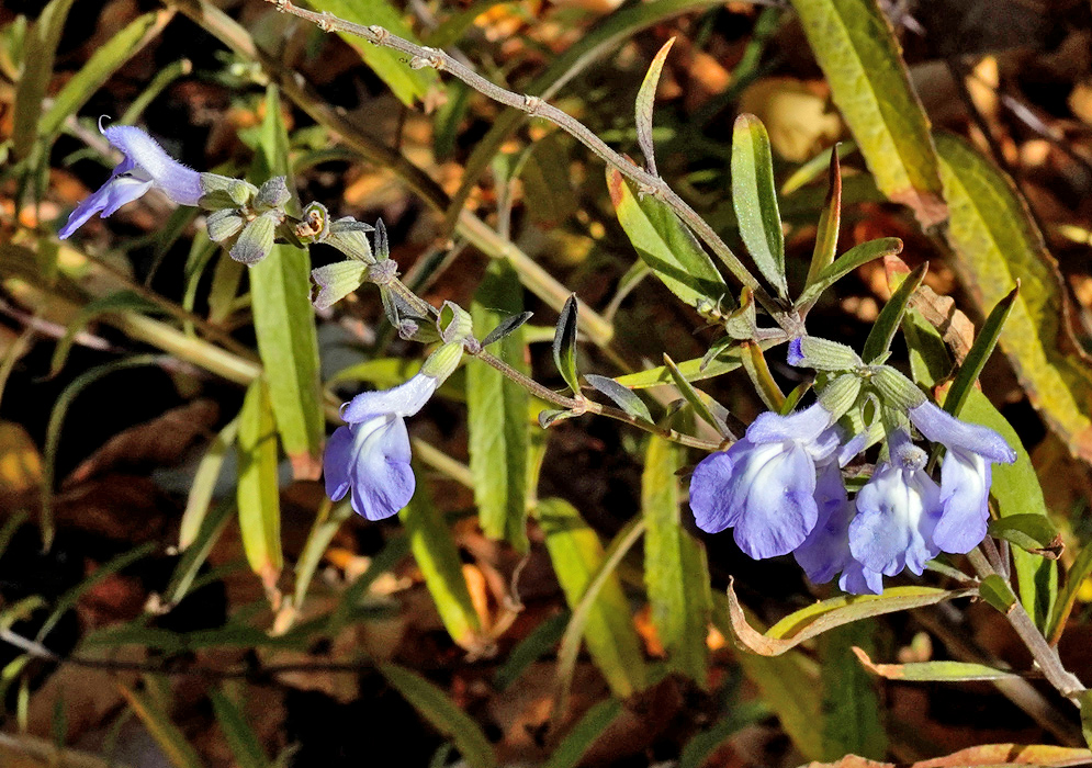 Salvia azurea clear blue two lipped flower on a slender upright stem with narrow leaves