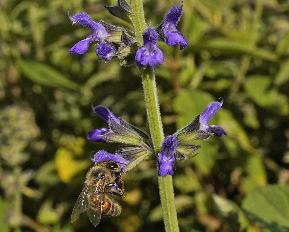 Salvia bogotensis inflorescence with blue flowers wet with rain