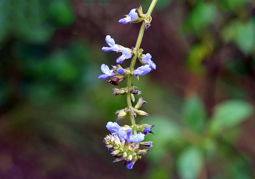 Salvia bogotensis inflorescence with blue flowers