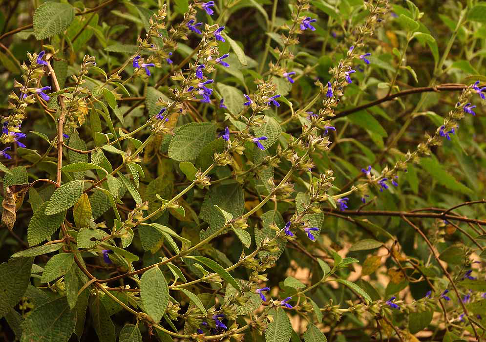 A Salvia bogotensis shrub with purple-blue flowers