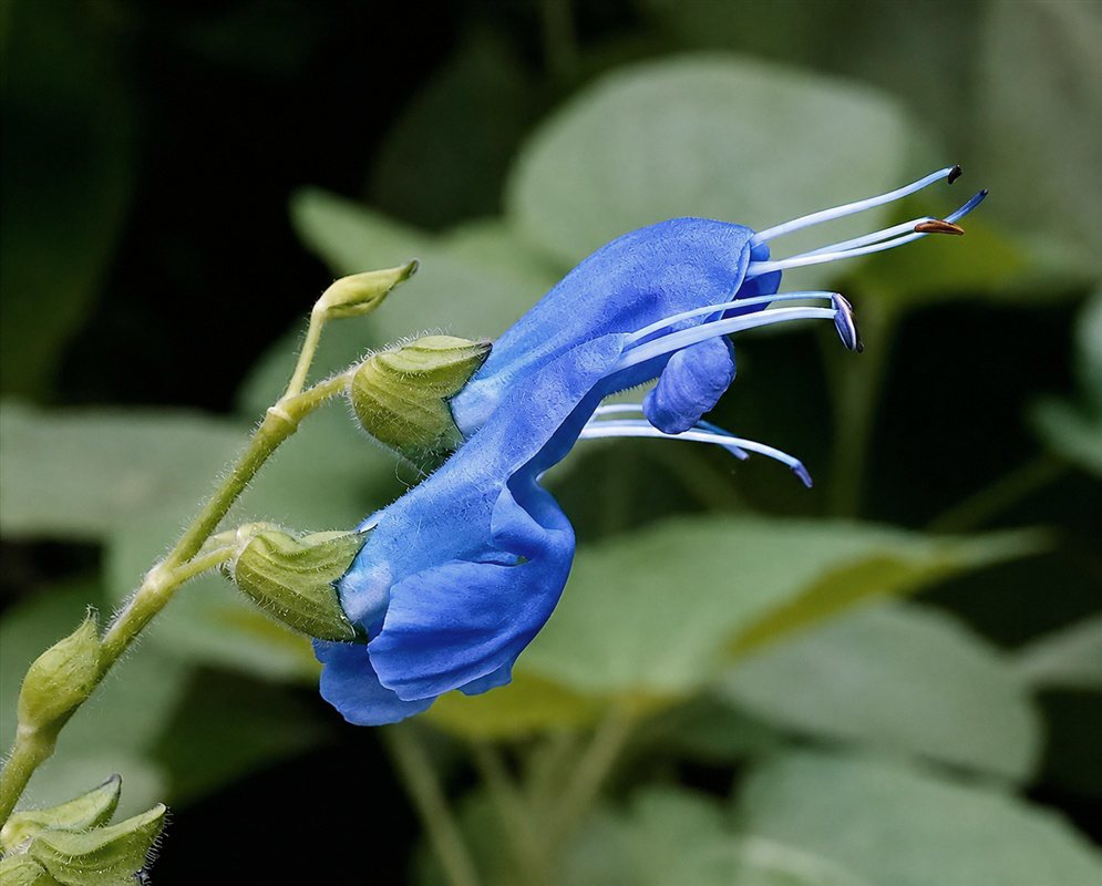 Salvia cacaliifolia intense blue two-lipped flower with long projecting stamens