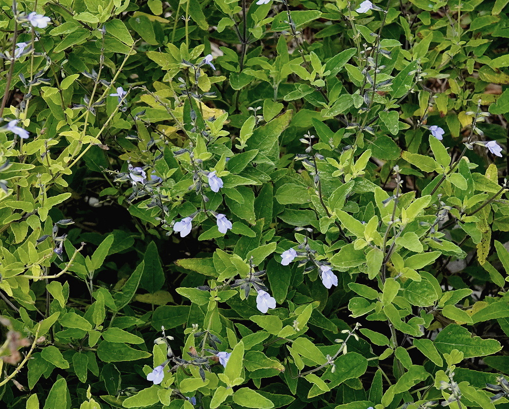 Salvia caymanensis small blue violet flowers along an upright stem above gray green leaves