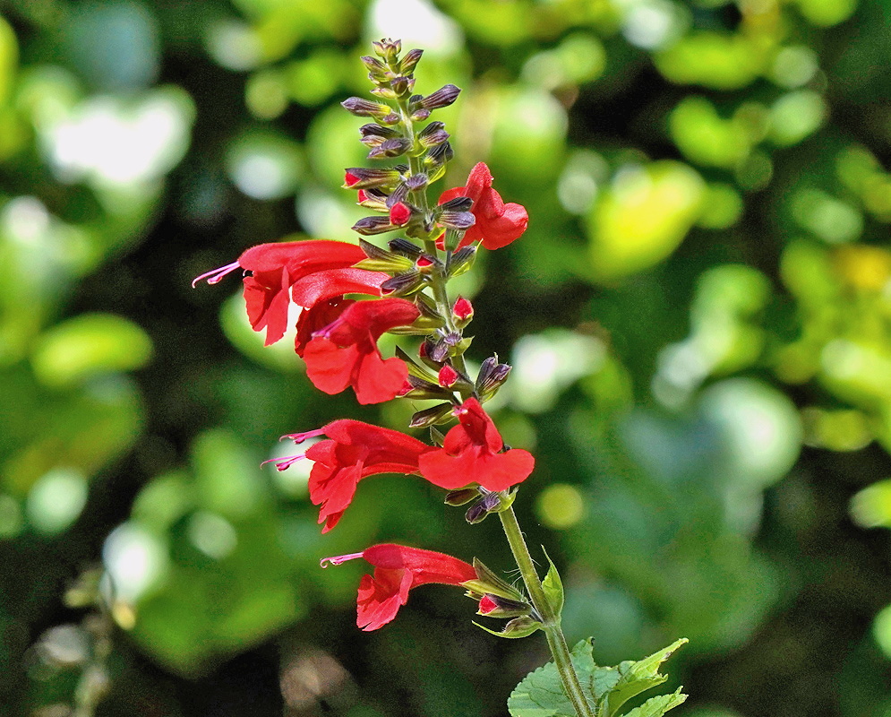 Salvia coccinea scarlet two lipped tubular flowers arranged along an upright branching spike