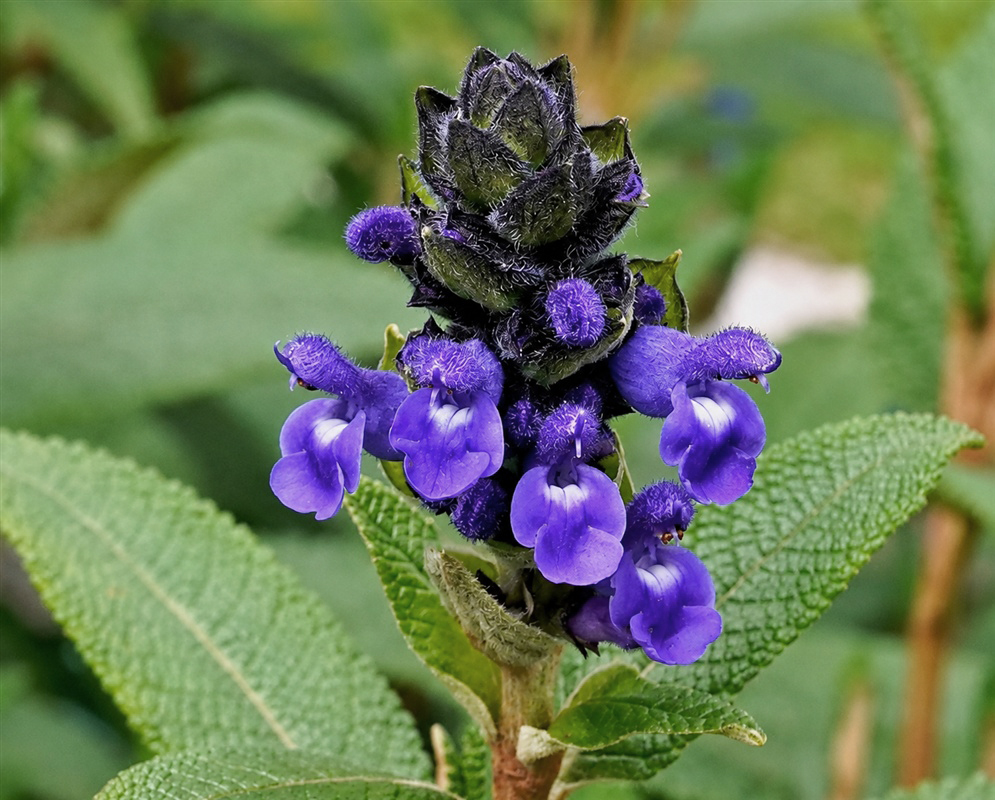Salvia corrugata dense spike of deep violet-blue flowers above wrinkled green leaves