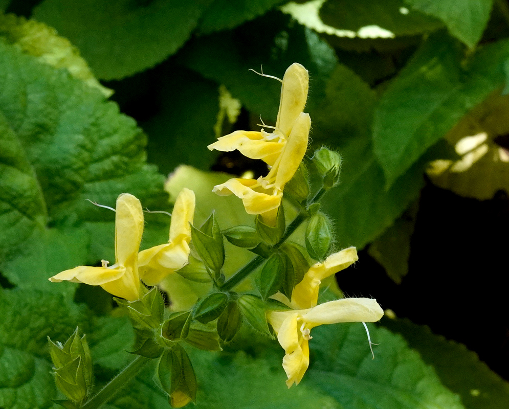 Salvia glutinosa pale yellow two lipped flowers with brown markings on a hairy branching stem