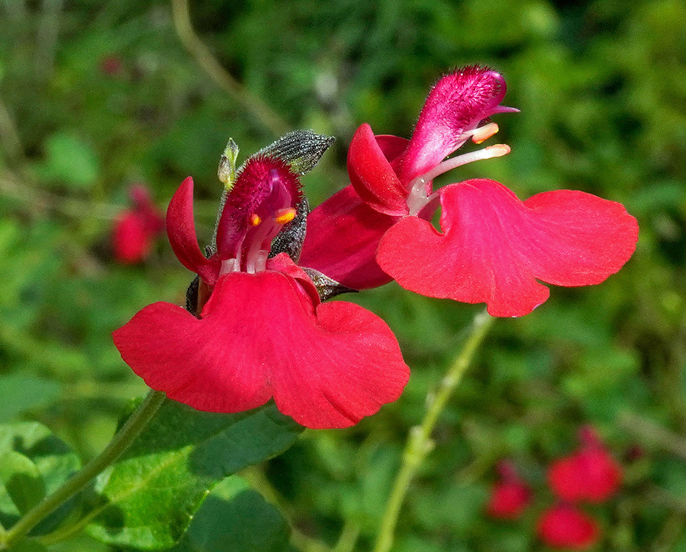 Salvia greggii red two-lipped flowers with broad lower lips and dark calyces