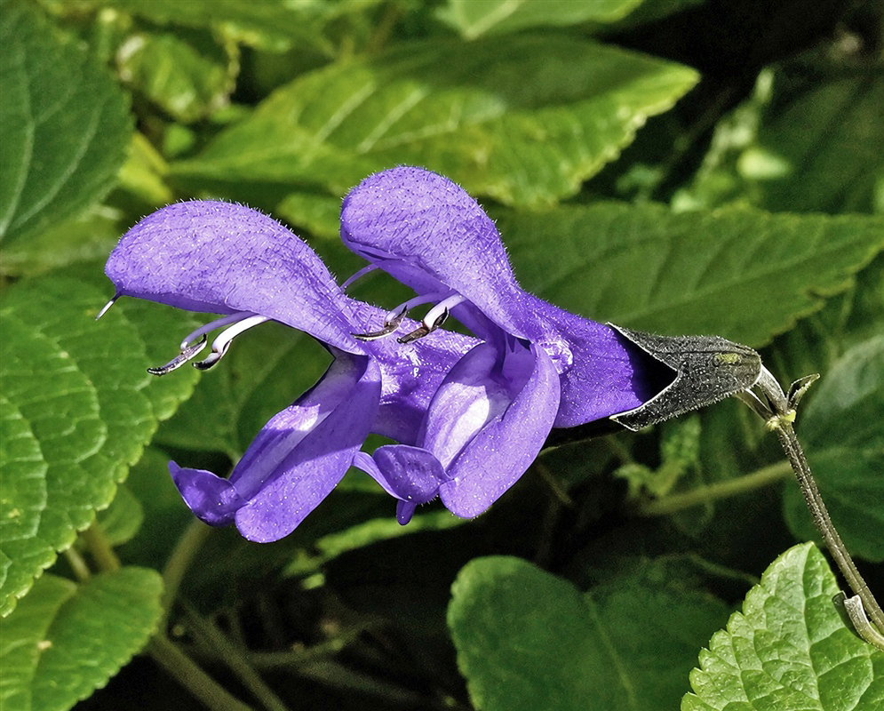 Salvia guaranitica deep blue two-lipped flower emerging from a dark calyx