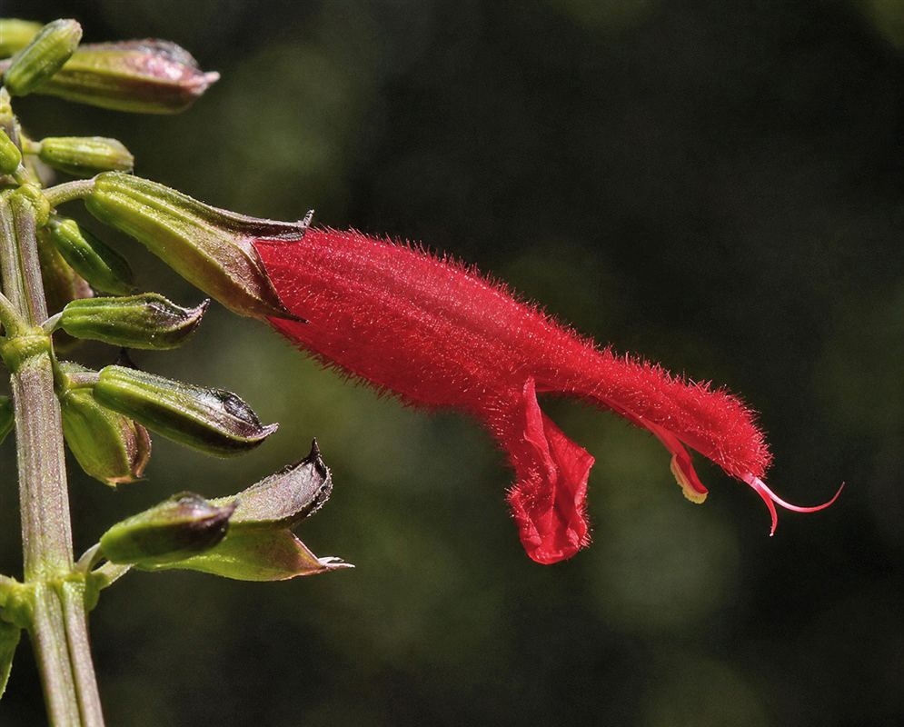 Salvia × hybrida elongated red two-lipped flower emerging from a green calyx
