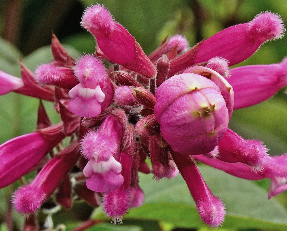 Salvia involucrata vivid pink tubular flowers emerging from rounded overlapping pink bracts