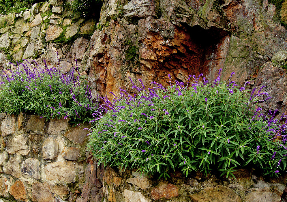 Two Salvia leucantha bushes with purple and white flower spikes on top of a stone wall