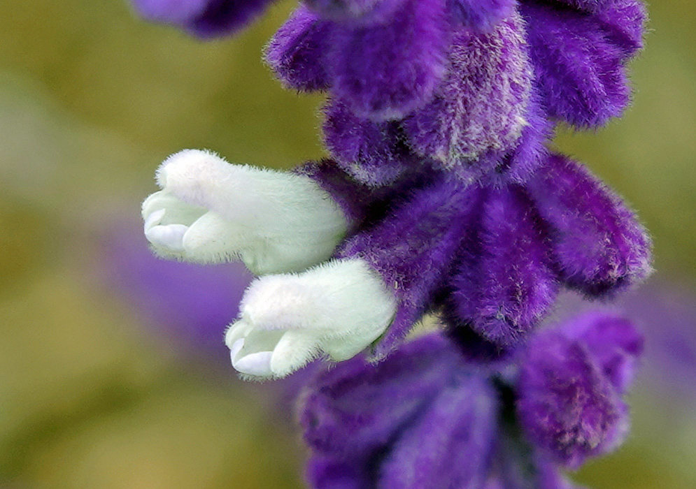 Two white Salvia leucantha flowers protruding from purple calyces