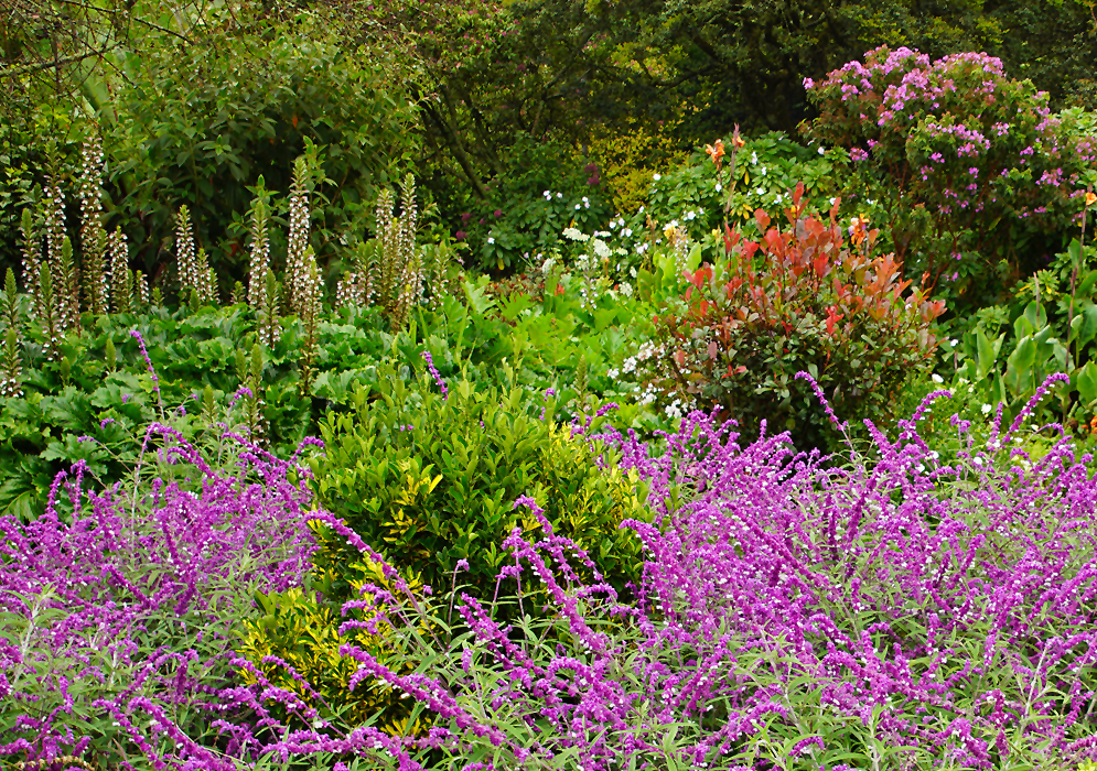 Salvia leucantha plants in the foreground of a blooming garden