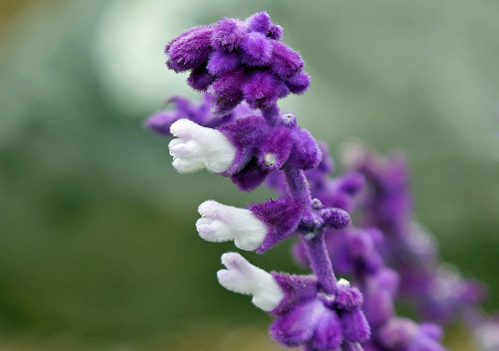 Three white Salvia leucantha flowers protruding from purple calyces