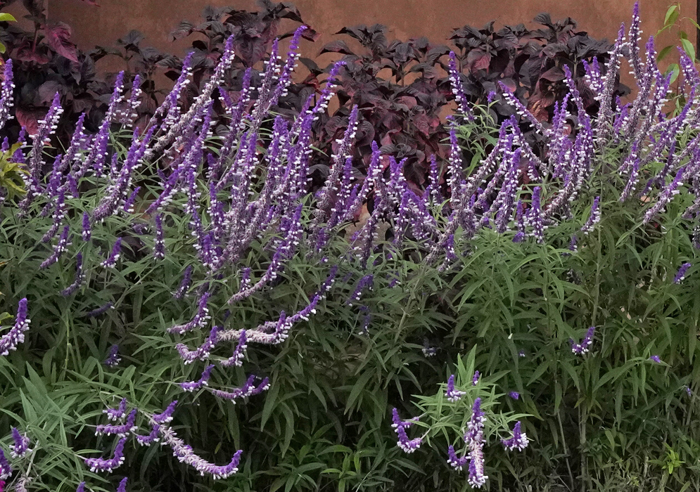 Salvia leucantha flowering shrubs