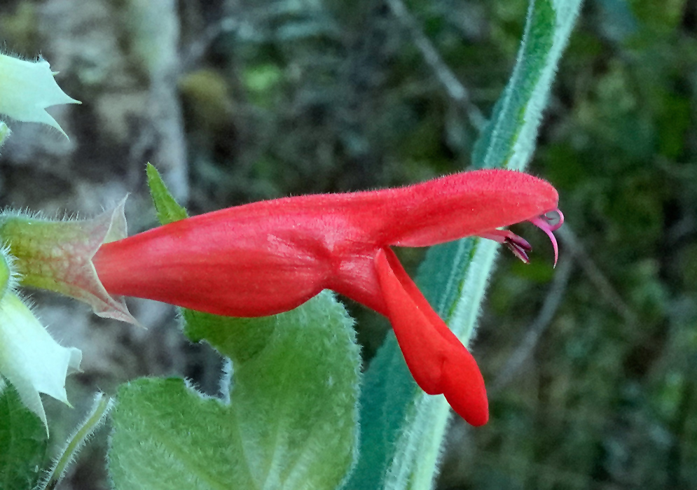 A fuzzy red Salvia libanensis flower extending horizontally with curved stamens and a prominent lower lip, attached to a green hairy stem and bracts