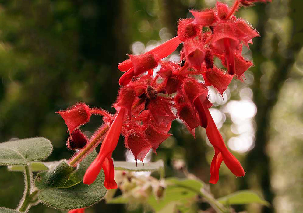 A red Salvia libanensis inflorescence with red flowers and sepals in sunlight