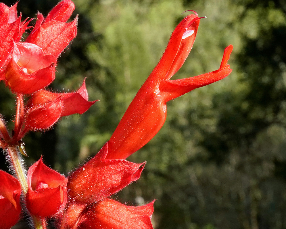 A side view of a vibrant red Salvia libanensis flower with its upper petal arched back and white stamens exposed, surrounded by unopened buds