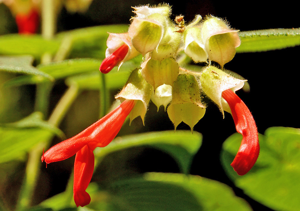 A cluster of yellow Salvia libanensis sepals and three bright red flowers in sunlight