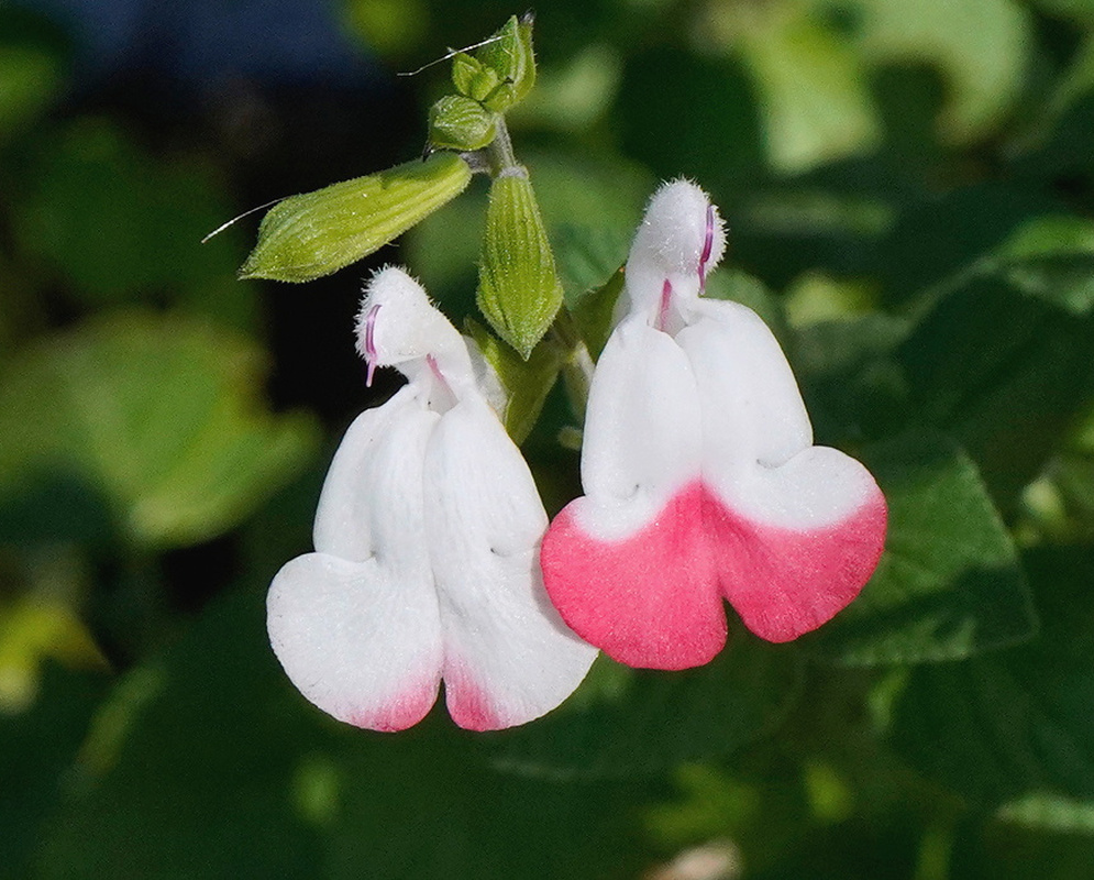 Salvia microphylla vivid magenta two lipped flowers among small oval aromatic green leaves