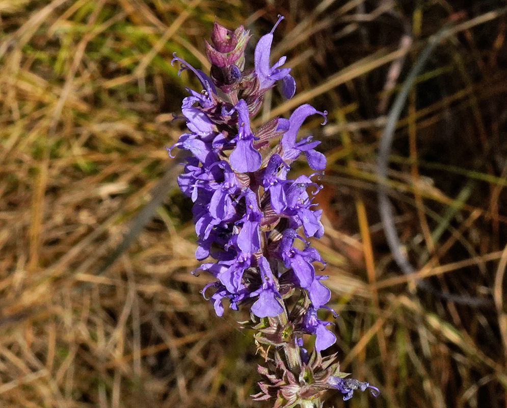 A tall flower spike of Salvia nemorosa with densely packed violet-blue blooms growing in dry grassland habitat